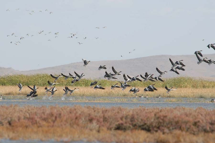 Kani Barazan Wetland