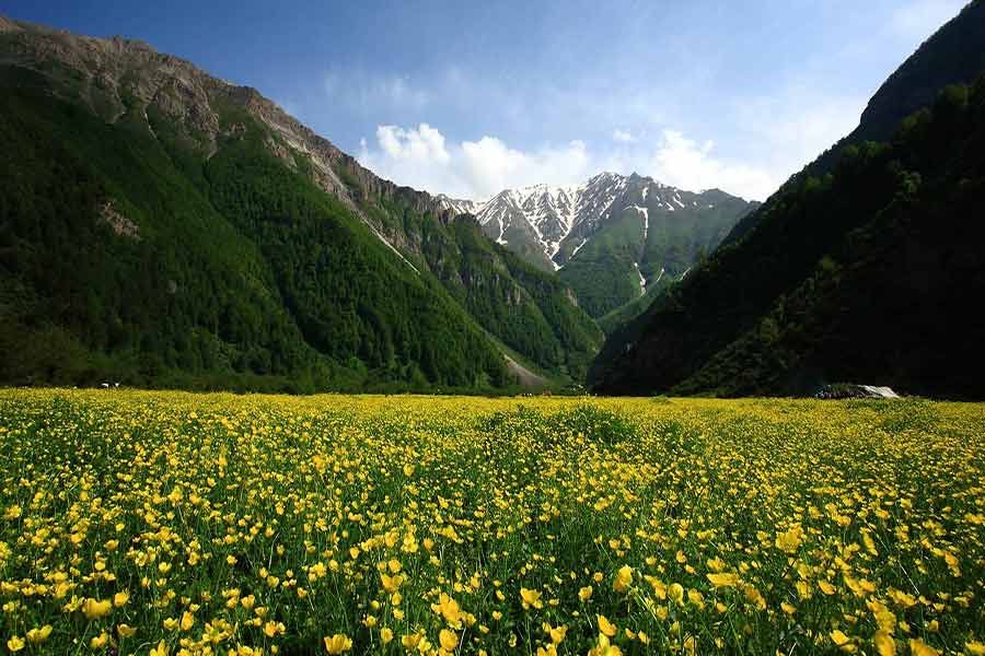 2000 and 3000 Forests