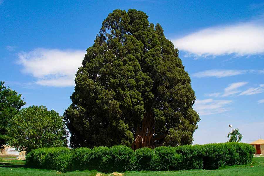 Cypress of Abarkooh
