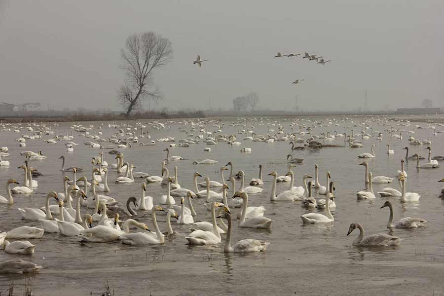 Fereydoonkenar Wetland in Mazandaran Province in Iran