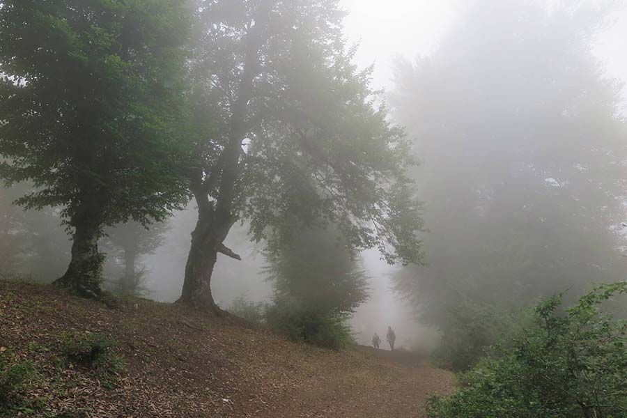 Clouds Forest (Abr Forest)